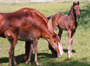 Duff Quarter Horses